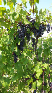 Buckingham Valley Vineyards vines